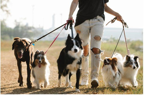Reasons Why People Choose Best Dog Leashes
