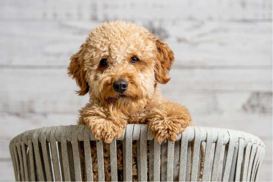 Three Adorable facts you need to know about Mini golden doodle