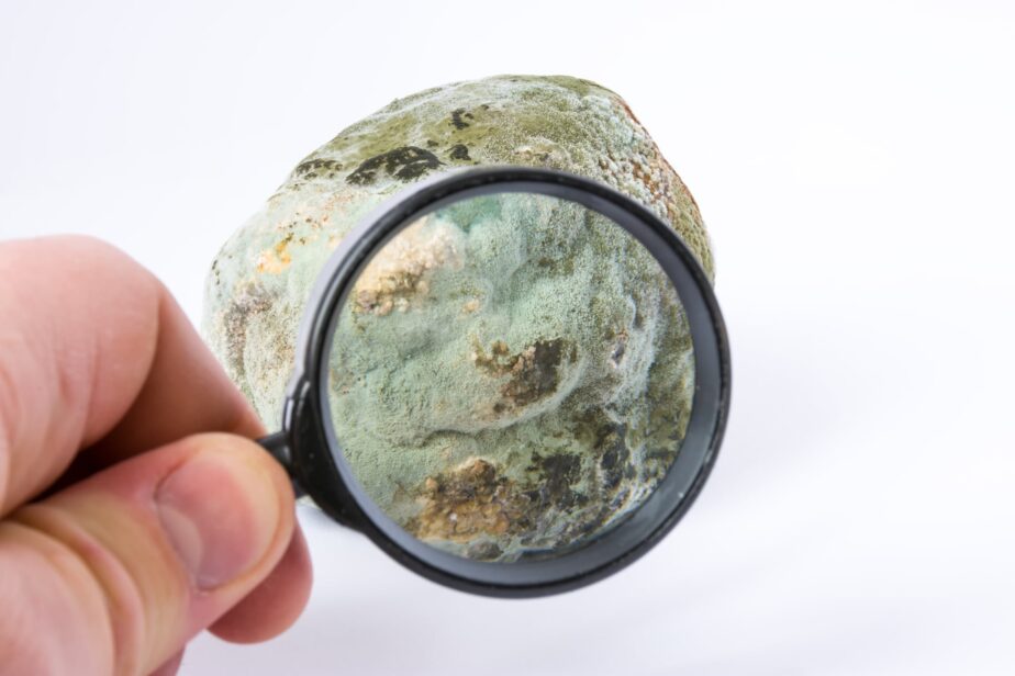 4 Things You May Not Have Known about Mold