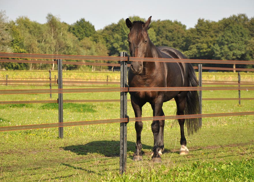 Best Horse Fencing Options For Your Paddock