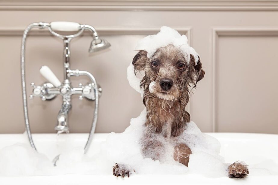 Tips For Dog Grooming in Connecticut