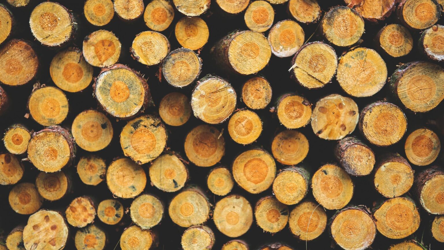 A Look Inside the Lumber Mill: How Wood is Being Processed?